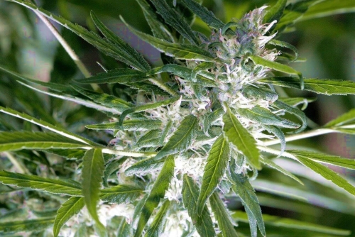 1418175977_Strains-And-Benefits-Of-Medical-White-Widow(1).thumb.jpg.354cd8d96e44d4237af497a102fd57bf.jpg