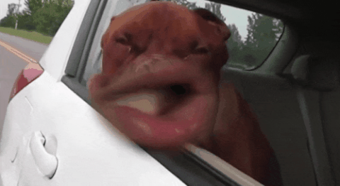1745542130_giphy(8).gif.b68d833211dd43856a93babfb8e88033.gif