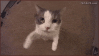 200w.gif.07505c1e467f78b8f586f648ffa38790.gif