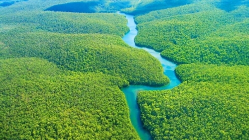 Floresta Amazônica (1).jpg
