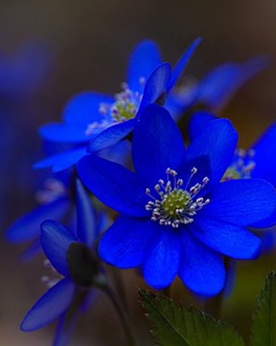 466ff0689a0e293705f25c09abf15ff0.thumb.jpg.633c05da64ff5c86328141f4c26b725c.jpg