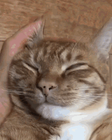 789789475_cat-wake-up(1).gif.65ec24308c4c882c448422772258368d.gif