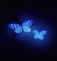 887882824_200w(1).gif.7699a257a3ce9046b0b8b50c44e80173.gif