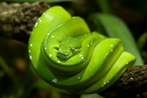 Green-Tree-Python-1.thumb.webp.a8535caa4d03f3f3ce580de45977da98.webp