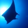 stingray322