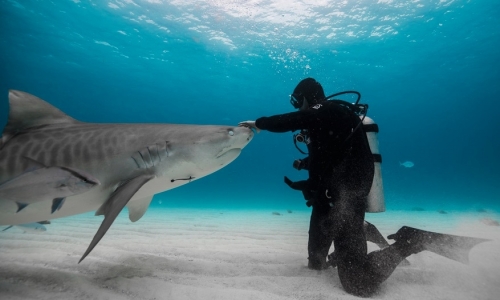 TigerShark1.jpg