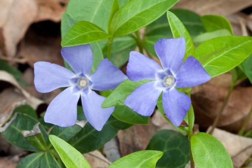 Vinca_minor_Nashville.jpg