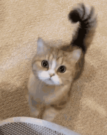cat-kitty.gif.b19e8c19786e3fd2887ee33a22fc9d70.gif