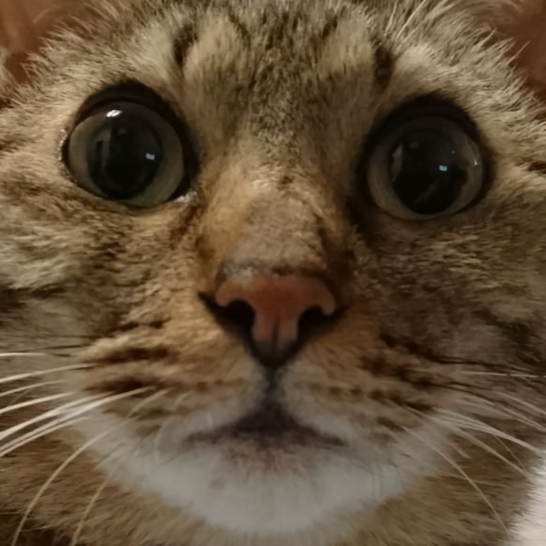 chacha.thumb.png.0e5aa83ccd2a059c668edd2b5f936d81.png