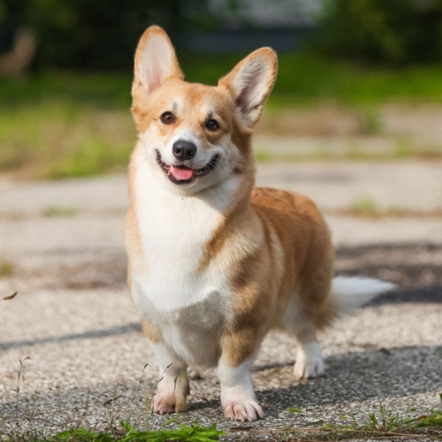 cute-dogs-pembroke-welsh-corgi.thumb.jpg.dbda4c46712973fd05984e062c712144.jpg