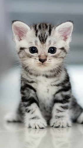 desktop-wallpaper-cute-baby-cat-cute-cat-kitten-thumbnail.thumb.jpg.a437e510afdf31a5ea204bb3a28aac5d.jpg