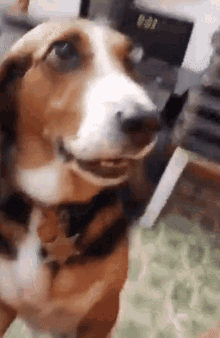 dog-paw-paw.gif.47895210249c04160af0c2bffd642716.gif