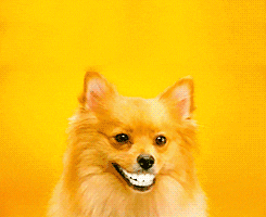 giphy.gif.fbd741167e4fa9dc0c5a6d28b2ee4f3a.gif