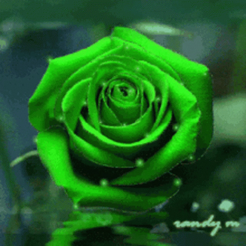 image.gif.7f2710597801fa2224384228b41368bf.gif