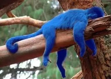 image.png.997a3d5bdd7e52d648f00daacc791260.png