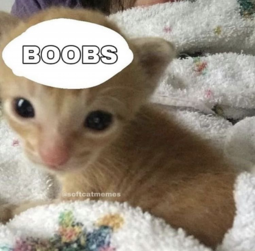 image.thumb.png.0e94bdbe23ee107f96c49dd01d0dbd68.png