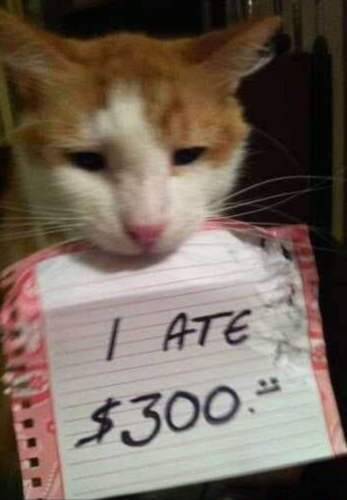 image.thumb.png.9b9241bbd1c7bcdb855fe52a825e7e82.png