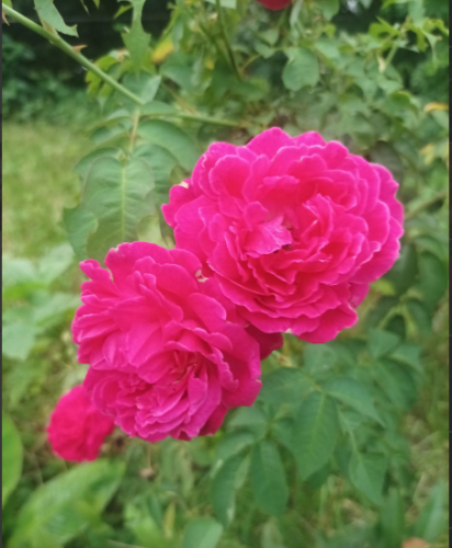 image.thumb.png.ce5d664cee1cbdbaeecbc94f45a9d11a.png