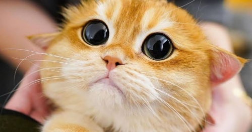 images (8).jpeg