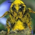 Sasipvam
