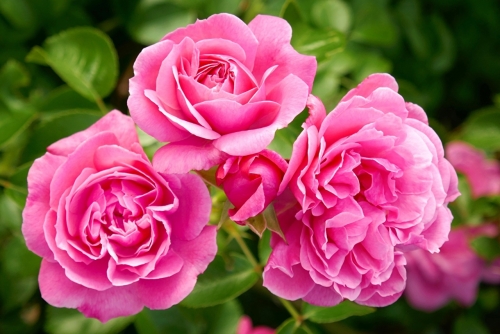 Roses_Closeup_Pink_color_577833_1280x853.thumb.jpg.83a62efda7c16ecd0226c4b28c700e9f.jpg