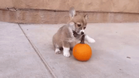 dog-play.gif.0950d08de4e570824b8e725425e20906.gif