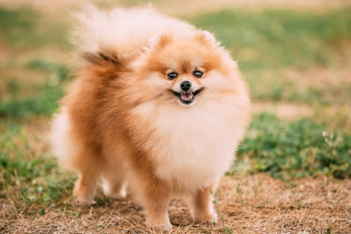 lulu-da-pomerania-caracteristicas-guia-racas.jpg