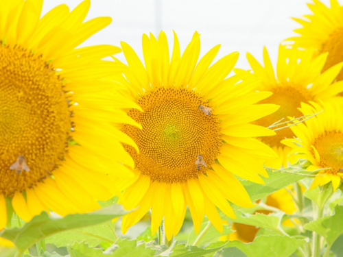 meaning_yellow.png