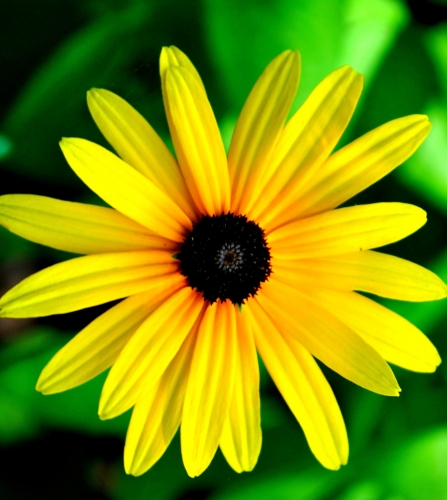 yellow-flower-11.thumb.jpg.c100b9c13a876bfed29223cd32c911e3.jpg