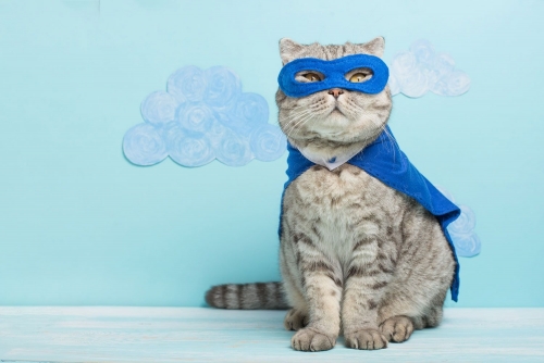 blucat.jpg