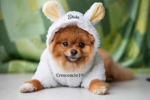 cachorro-fofo-lulu-da-pomerania-com-fantasia.fw.png