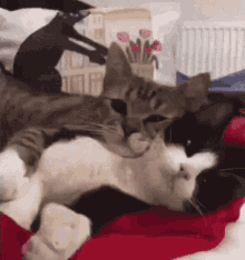 cat-hugging.gif.288223b4a11f40f284f2ee83f915d51a.gif