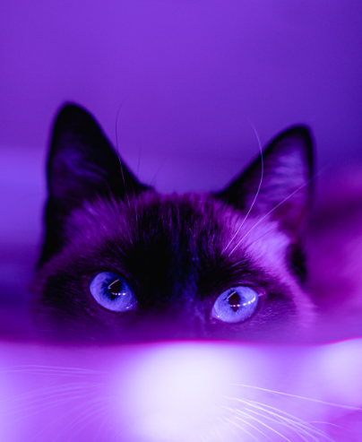 image.png.f882d57a5254efacabee3c90c4fd8986.png