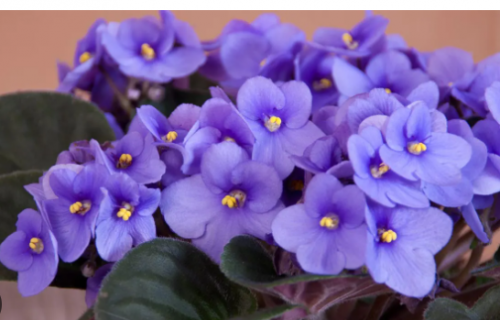 image.thumb.png.97419d1b9aff960efb470519d5aa1e99.png