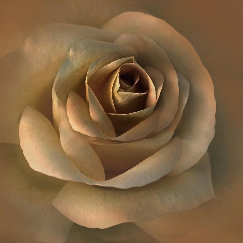 the-bronze-rose-flower-jennie-marie-schell.jpg