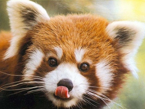 top-ten-cutest-japanese-wild-animals.jpg