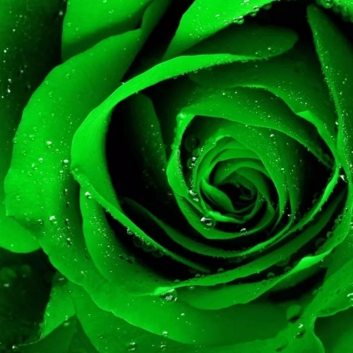 2561678-green-rose.webp