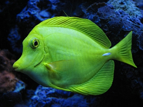 green-fish-wendy-j-st-christopher.thumb.jpg.0fddb7b849dae81c45795d09606bf06f.jpg