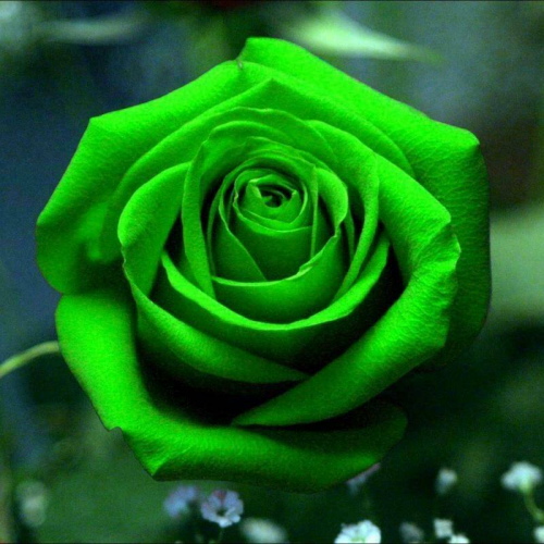 image.thumb.png.26969dbef92f116eb1619888a441a8c9.png
