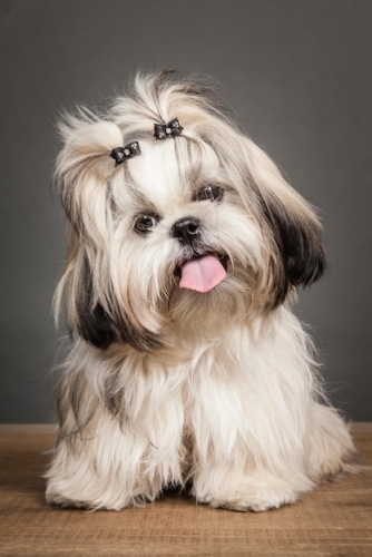 orelhas-de-madeira-do-deserto-de-shih-tzu-parecendo-fofas_665346-96.jpg