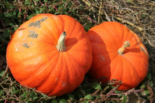 potirons_flickr_2941020389_a3be26a037_b.jpg