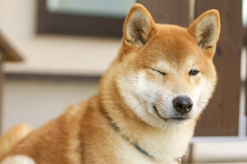 shiba-inu.jpg