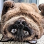 oiwoboo69