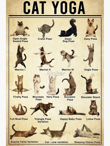 cat.jpg.63d16a57325d78a3a65610f65ed6b9e8.jpg