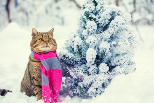 cattttt.jpg
