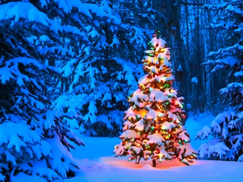 christmas-tree.thumb.webp.e8fac18c69851395db65eca041a885da.webp