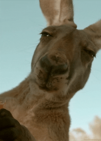 image.gif.87aef3d86b711e4f453033a9e39c6d30.gif