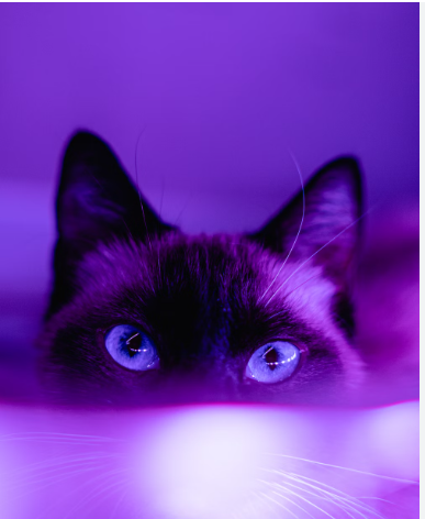image.png.a52014454b96c86f16e5e374a8cb604e.png
