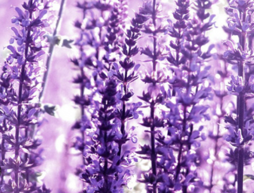 image.thumb.png.f4c8be0747aac35071f020c9185f322d.png