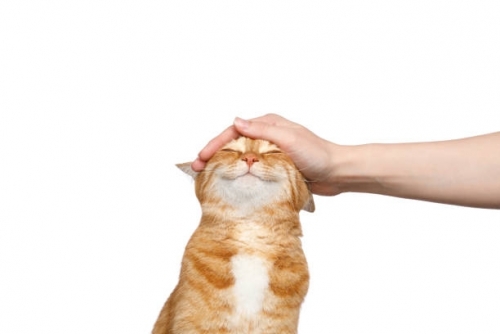 istockphoto-1389862392-612x612.jpg